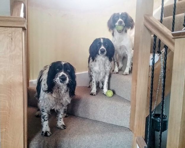 39015007_10217041242332626_1575676565776236544_n